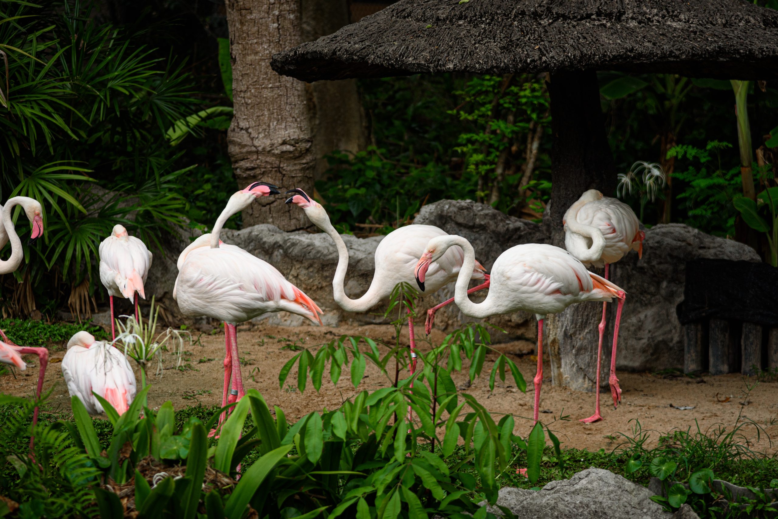 Singapore Zoo or Night Safari - An Avid Traveller